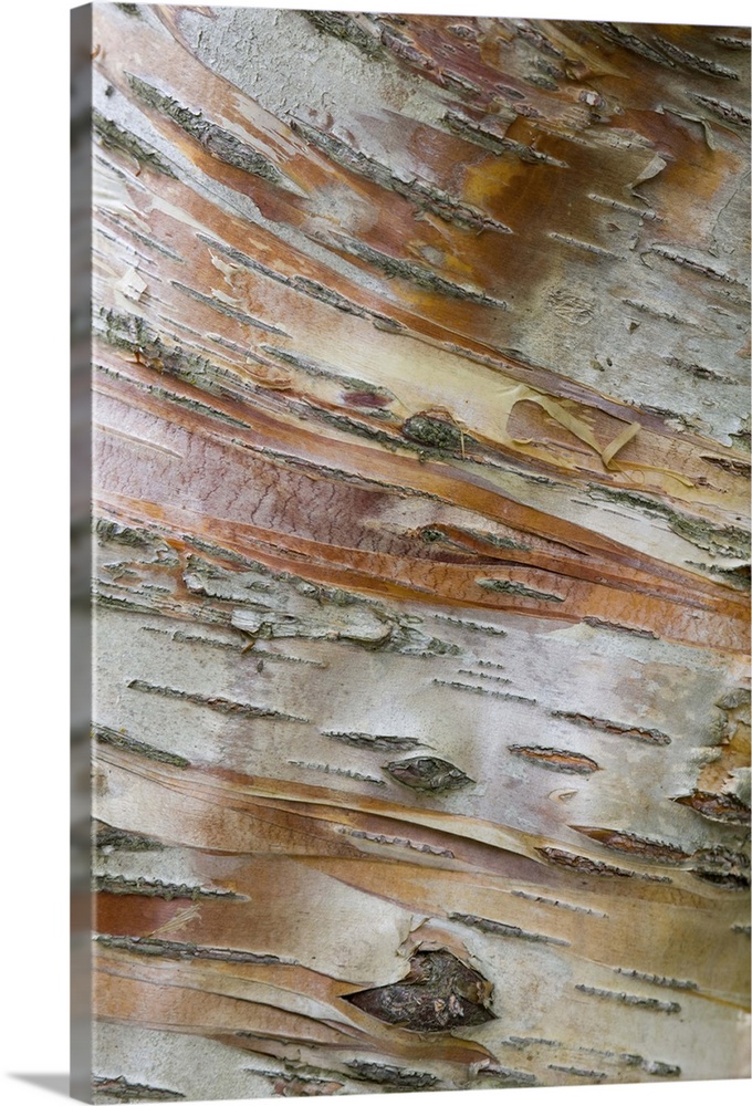 Europe, Iceland, Akureyri. Bark detail on a birch tree in Akureyri Botanical Gardens. Credit as: Don Grall / Jaynes Galler...