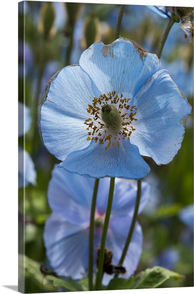 Iceland, Akureyri. Blue poppies in a Botanical Garden.