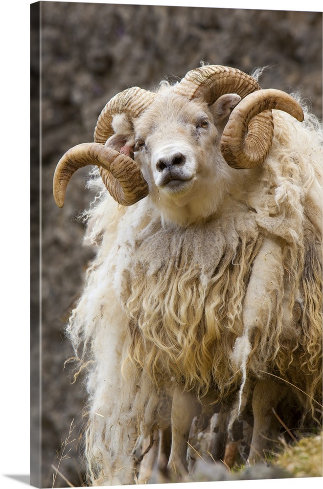 Iceland. Close-up of Icelandic sheep.