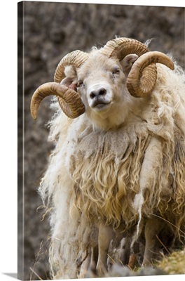 Iceland Close-Up Of Icelandic Sheep