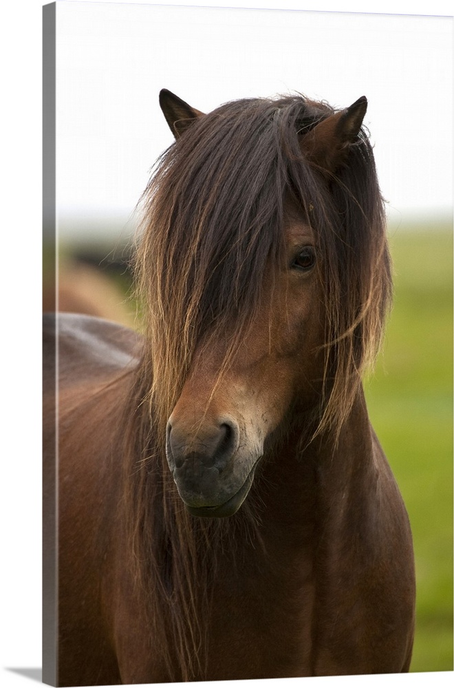 Iceland, Icelandic Horse.