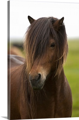 Iceland, Icelandic Horse