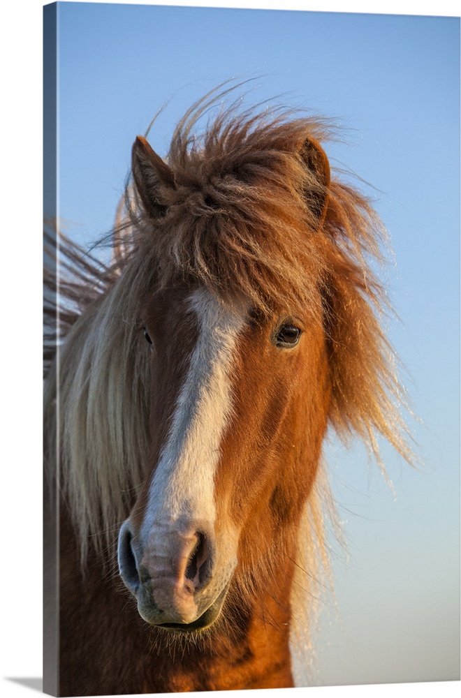 Iceland. Icelandic horse in sunset light.