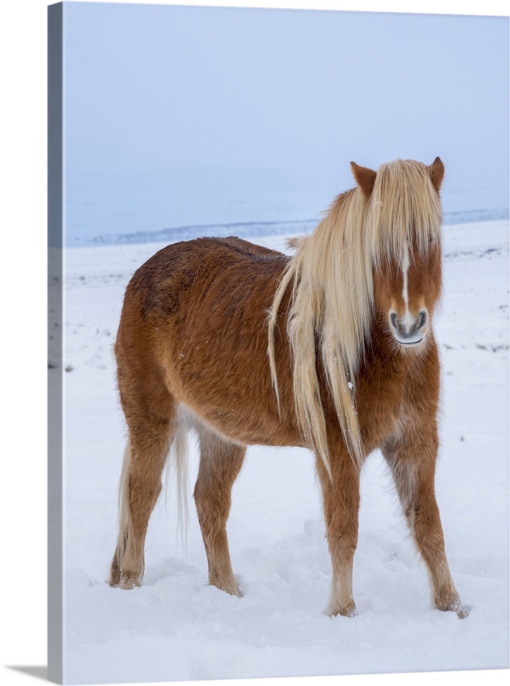 Icelandic horse in fresh snow. It is the traditional breed for Iceland and traces its origin back to the horses of the old...