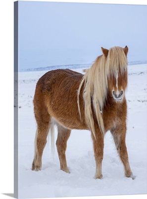 Icelandic Horse In Fresh Snow