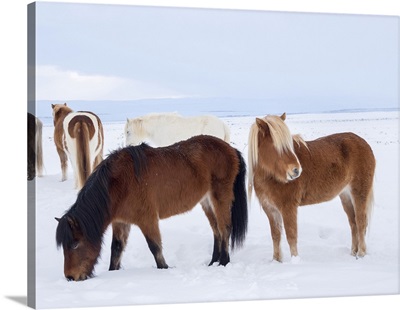 Icelandic Horse In Fresh Snow