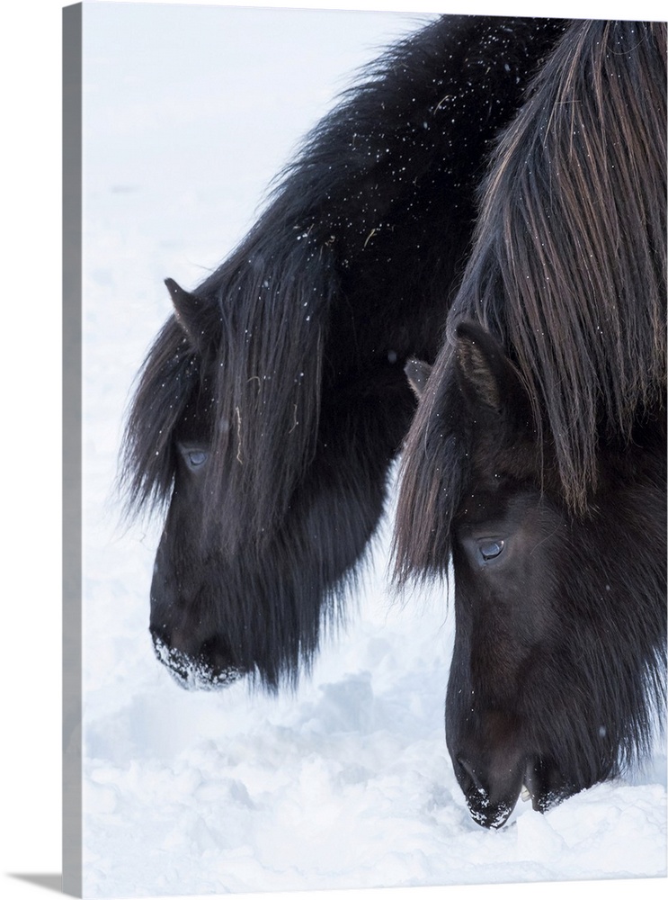 Icelandic horse in fresh snow. It is the traditional breed for Iceland and traces its origin back to the horses of the old...
