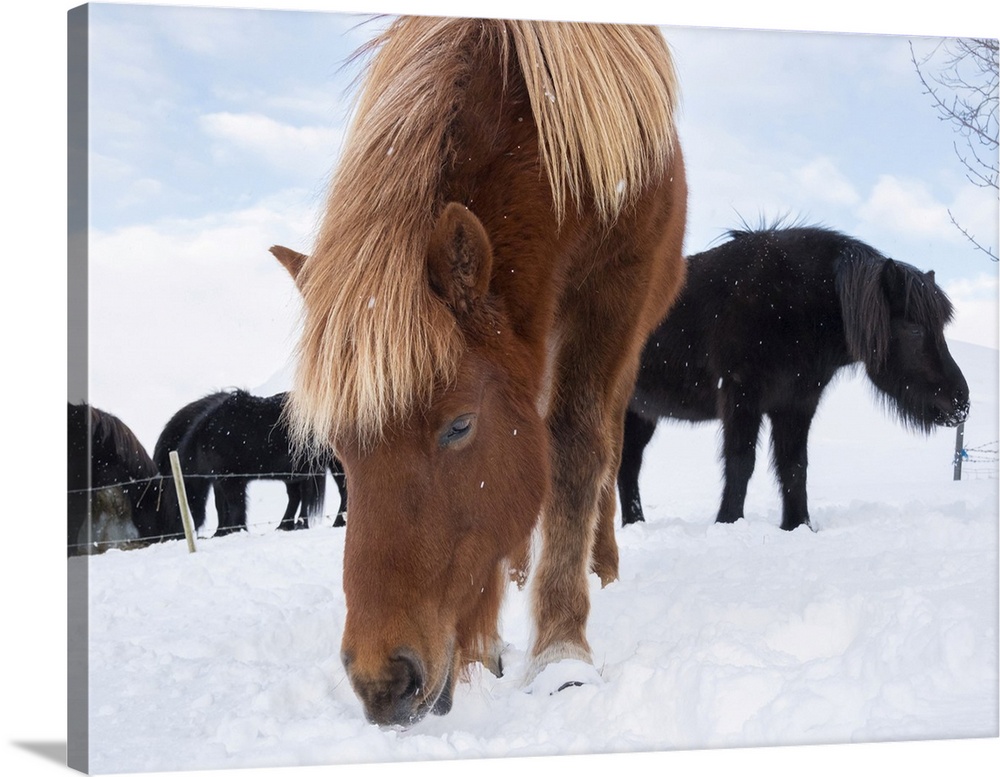 Icelandic Horse in fresh snow. Traditional breed for Iceland and traces its origin back to the horses of the old Vikings, ...