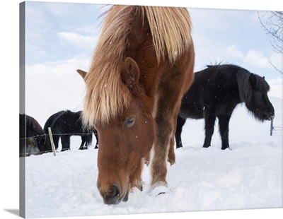 Icelandic Horse In Snow, Iceland