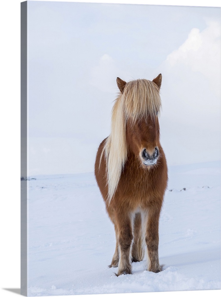 Icelandic Horse in fresh snow. Traditional breed for Iceland and traces its origin back to the horses of the old Vikings, ...