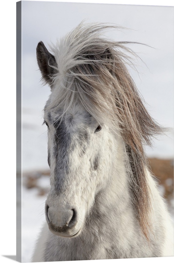 Icelandic Horse with typical winter coat, Iceland Wall Art, Canvas