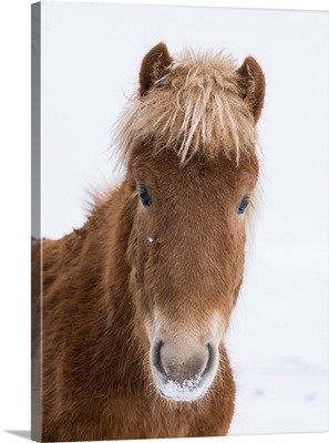 Icelandic Horse with typical winter coat, Iceland