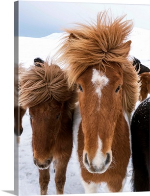 Icelandic Horse with typical winter coat, Iceland