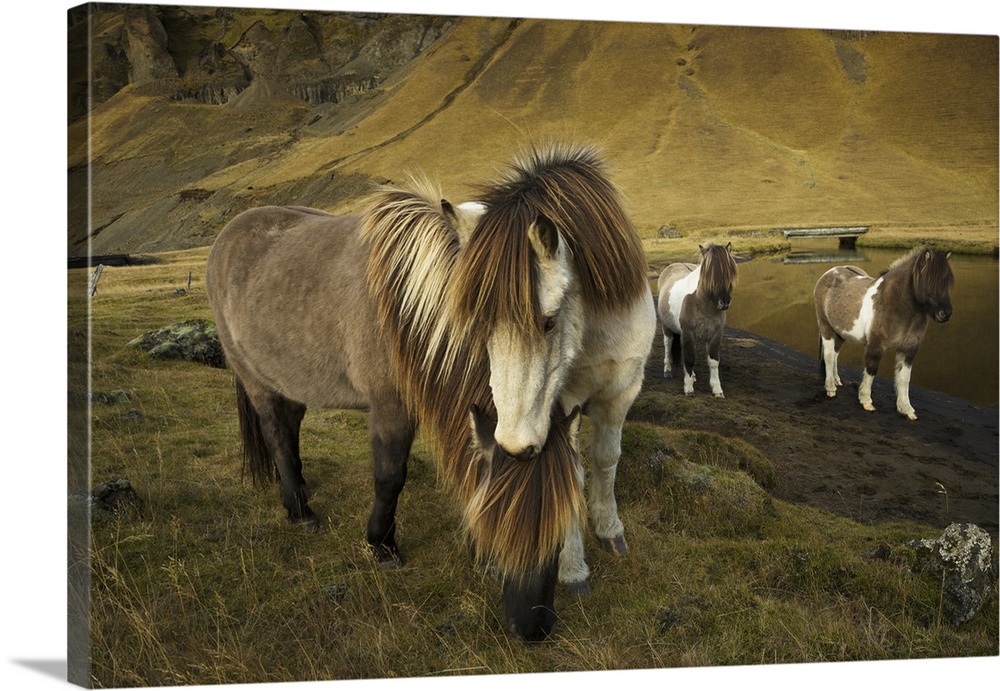 Icelandic horses, Iceland.