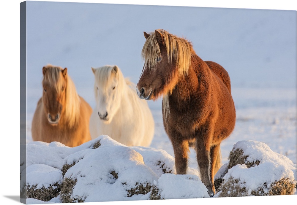 Icelandic horses in south Iceland.