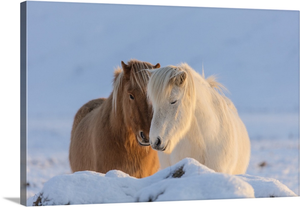 Icelandic horses in south Iceland.