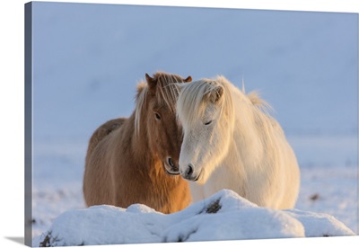 Icelandic Horses In South Iceland