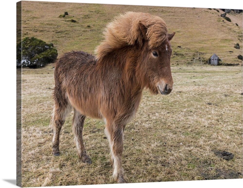 Icelandic horses in south Iceland.