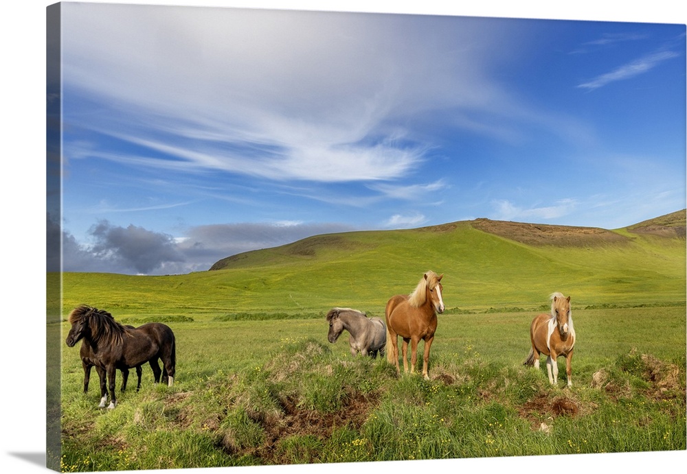 Icelandic Horses near Vik, Iceland.
