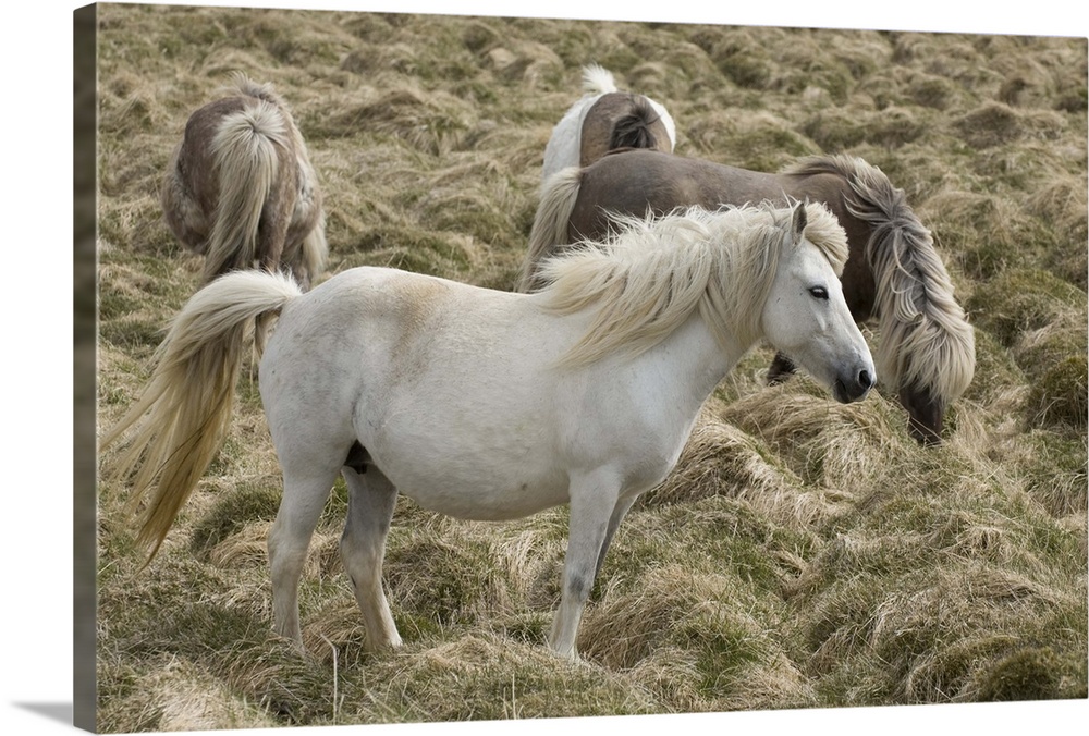 Icelandic horses, Snaefellsnes Peninsula, Iceland.