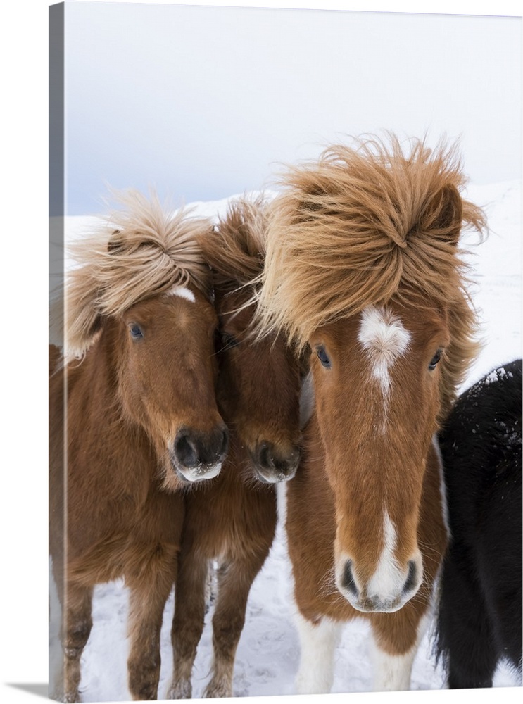 Icelandic Horses with typical thick shaggy winter coat, Iceland 12 .