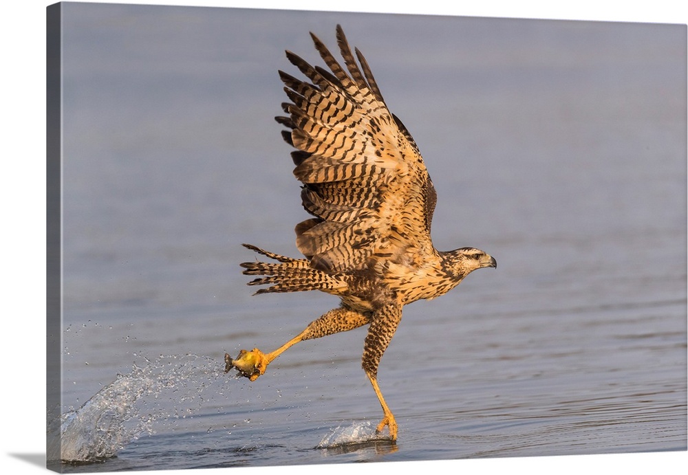 South America, Brazil, The Pantanal, Rio Claro, immature great black hawk, Buteogallus urubitinga. Immature great black ha...