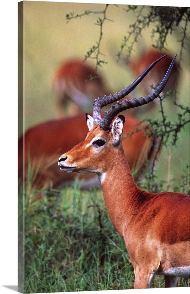 Impala.Aepyceros melampus.Tanzania Africa 2005