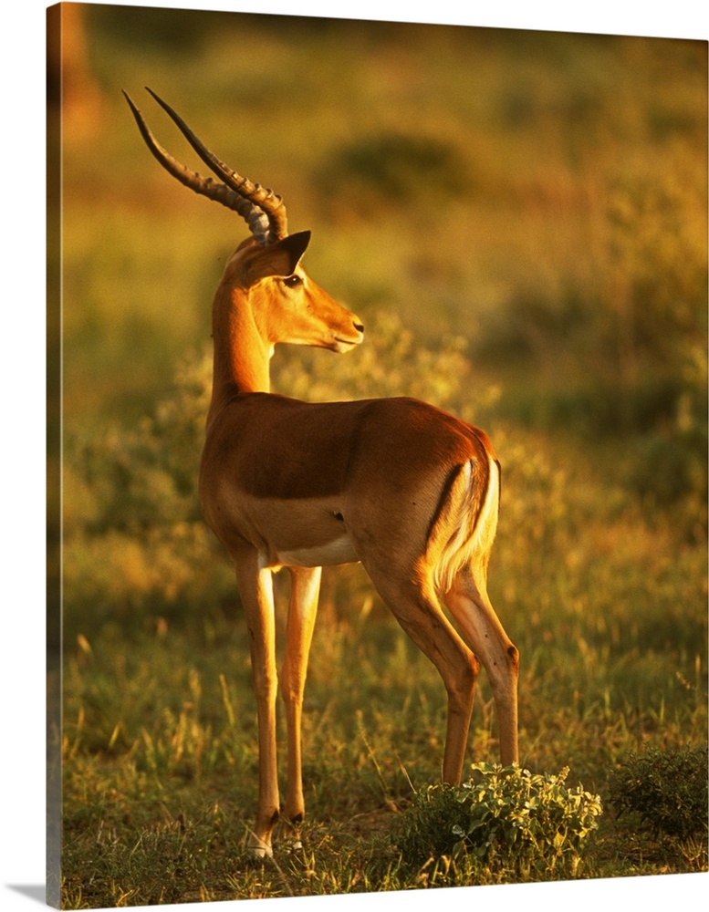 Impala (Aepyceros melampus) In Late Afternoon Sun.