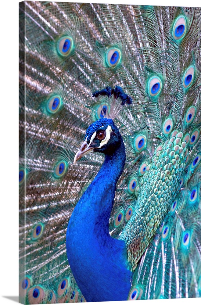 Costa Rica, Central America. Captive. India Blue Peacock displaying.