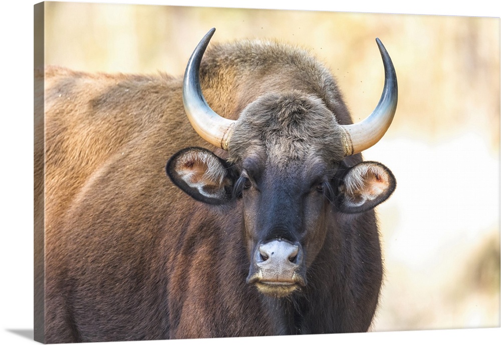 India, Madhya Pradesh, Kanha National Park. Portrait of a gaur cow.