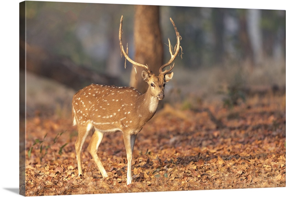 India, Madhya Pradesh, Kanha National Park. Portrait of a spotted deer with the old velvet hanging from its antlers.