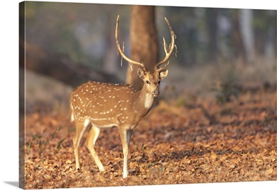 India, Madhya Pradesh, Kanha National Park, Portrait Of A Spotted Deer