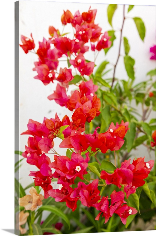 India, State of Gujarat, Bhuj. Bougainvillea. Paper Plant. Caryophyllales, Nyctaginaceae, Bougainvillea glabra.