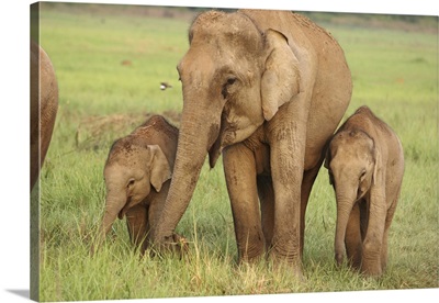 Indian / Asian Elephant And Young Ones,Corbett National Park, Uttaranchal, India.