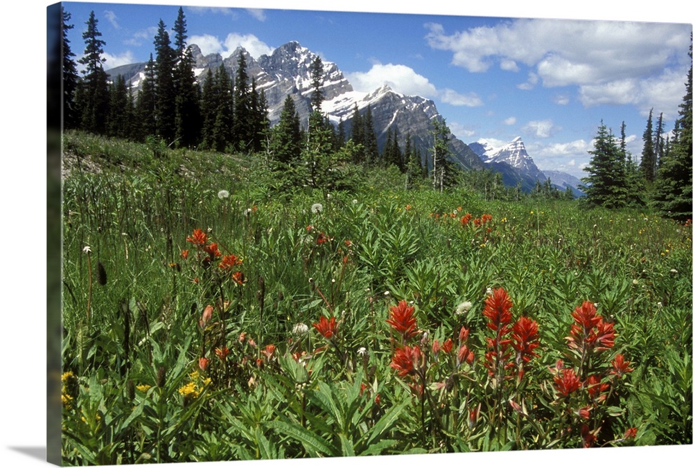 Indian Paintbrush in field near Peyto Lake in Banff National Park, Canada.