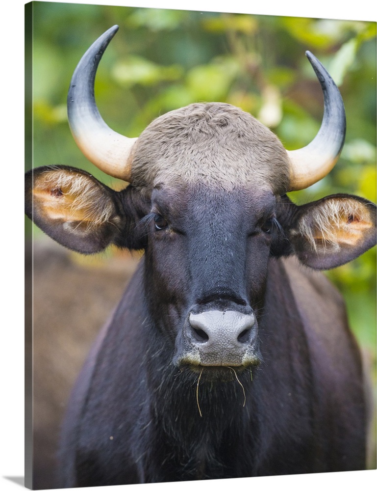 Asia. India. Gaur, or Indian wild bison at Kanha tiger reserve.