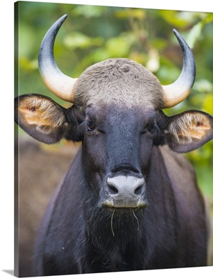 Indian Wild Bison At Kanha Tiger Reserve In India