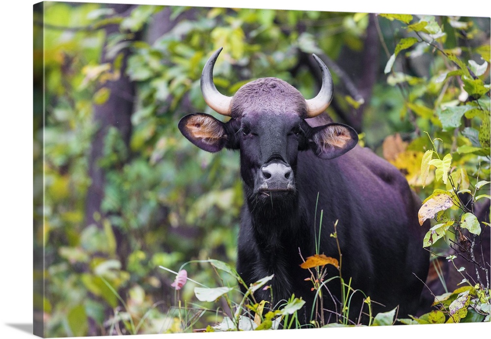 Asia. India. Gaur, or Indian wild bison at Kanha tiger reserve.