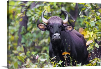 Indian Wild Bison At Kanha Tiger Reserve In India