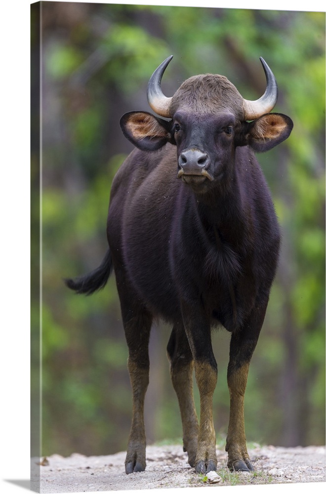 Asia. India. Gaur, or Indian wild bison at Kanha tiger reserve.