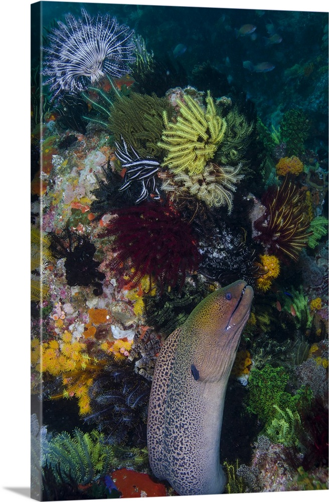 Indonesia, Bima Bay. Moray eel and coral.