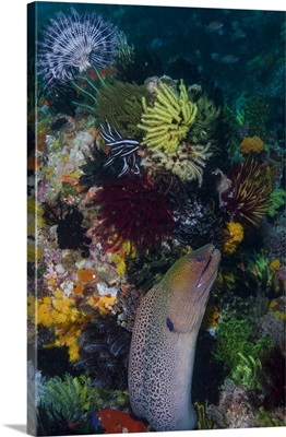 Indonesia, Bima Bay, Moray eel and coral