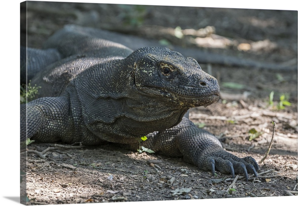 Indonesia, Komodo Island. Komodo National Park. Famous Komodo dragon, the largest lizard in the world.