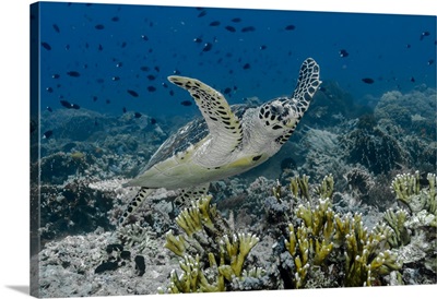 Indonesia, Komodo National Park, Tatawa Besar, Close-up of hawksbill sea turtle