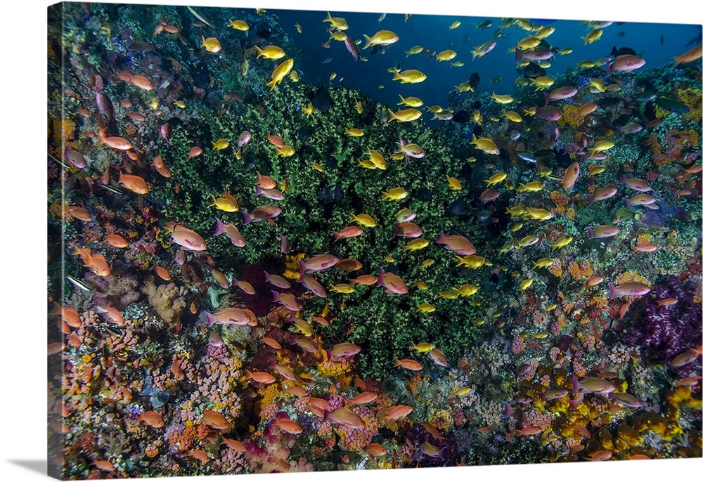 Indonesia, West Papua, Raja Ampat. Anthia fish and coral reef.