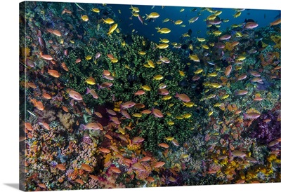 Indonesia, West Papua, Raja Ampat, Anthia fish and coral reef