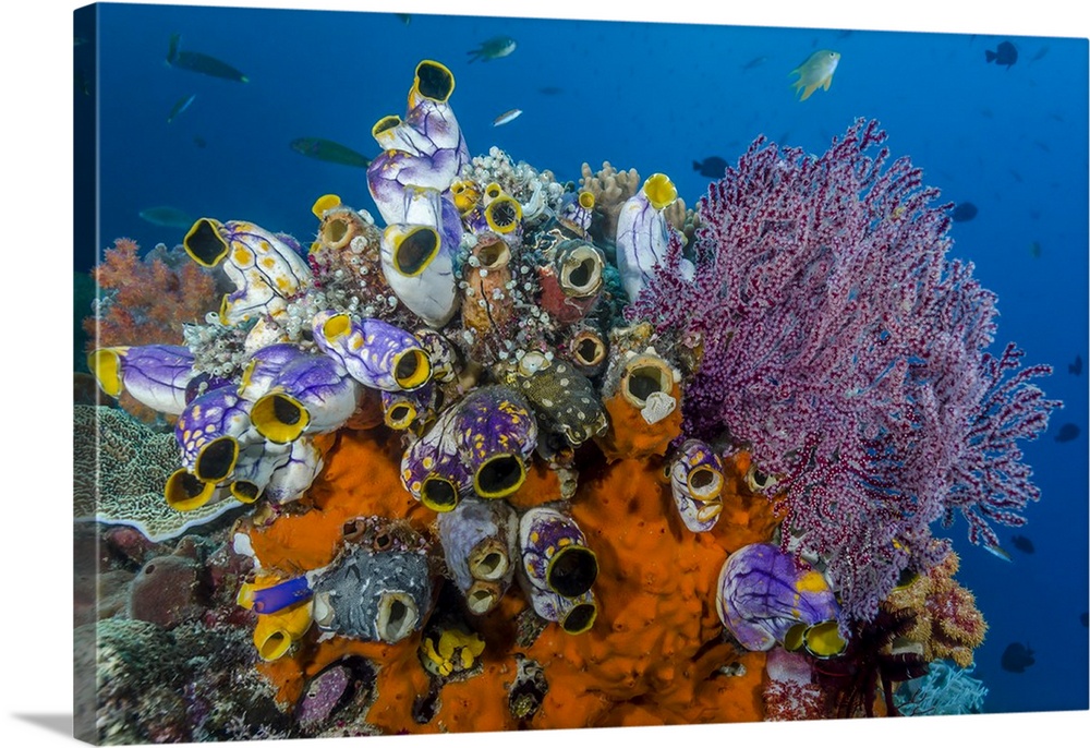 Indonesia, West Papua, Raja Ampat. Coral reef and fish.