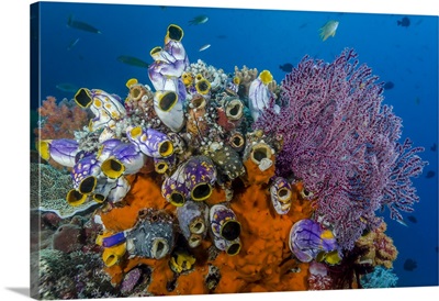 Indonesia, West Papua, Raja Ampat, Coral reef and fish