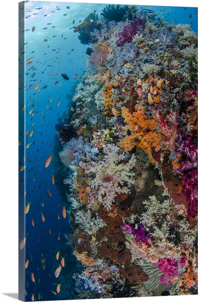 Indonesia, West Papua, Raja Ampat. Fish and coral reef.