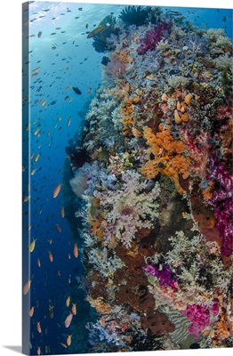 Indonesia, West Papua, Raja Ampat, Fish and coral reef